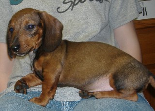 Puppies in Batavia